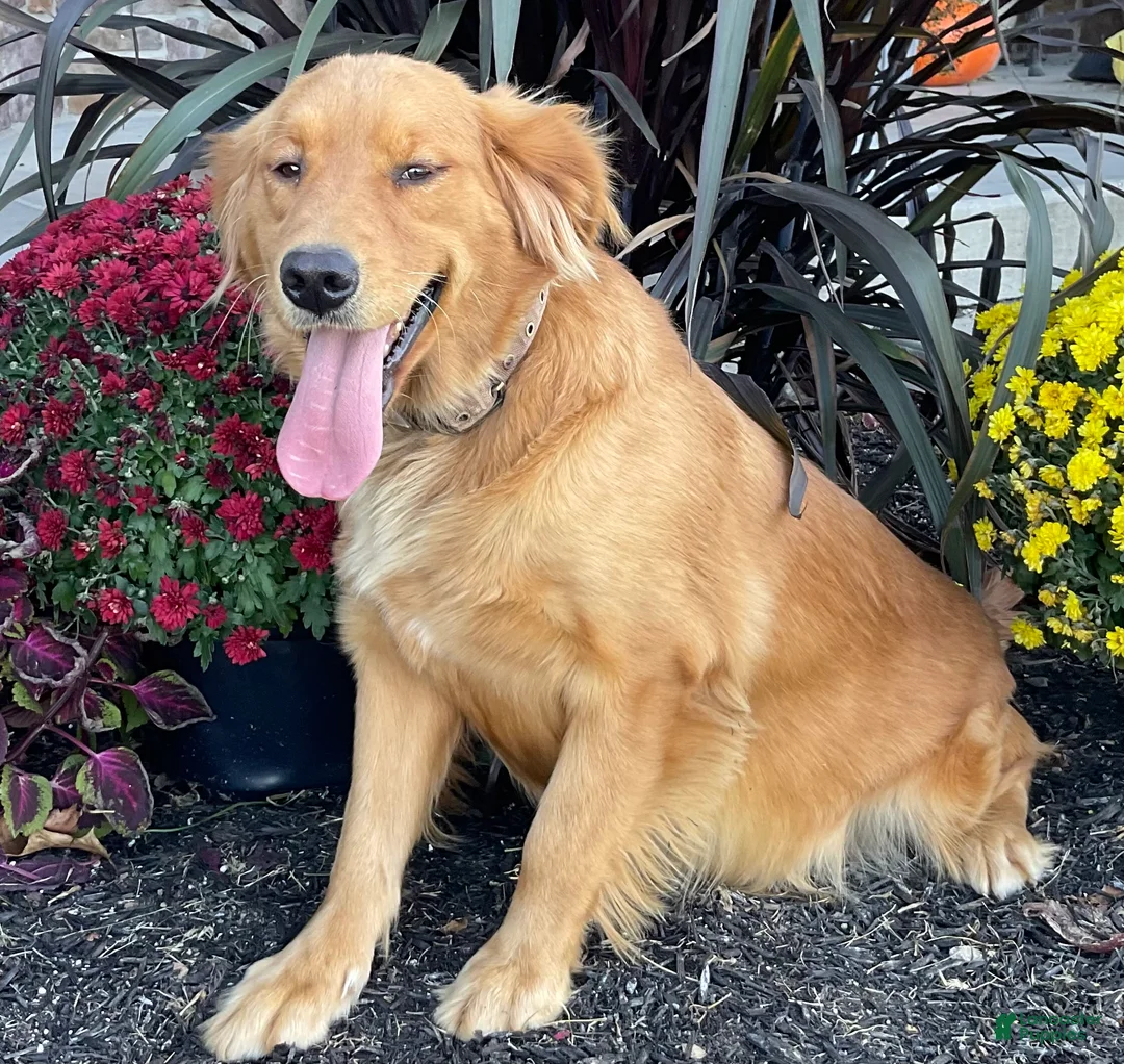 Goldendoodle dogs for sale: Caz - Ad 9