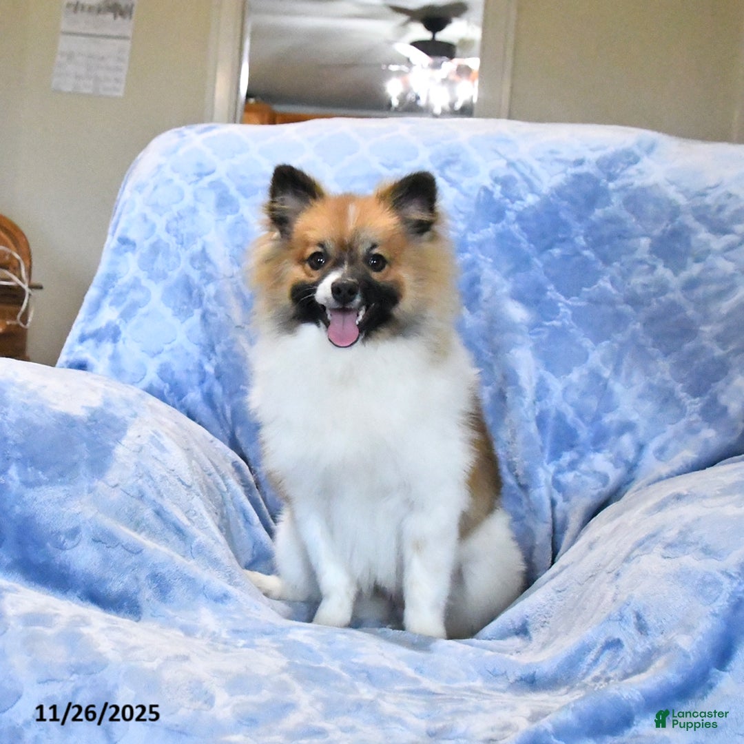 Pomeranian dogs for sale: Larry - Ad 2