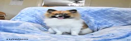 Pomeranian dogs for sale: Larry - Ad 7