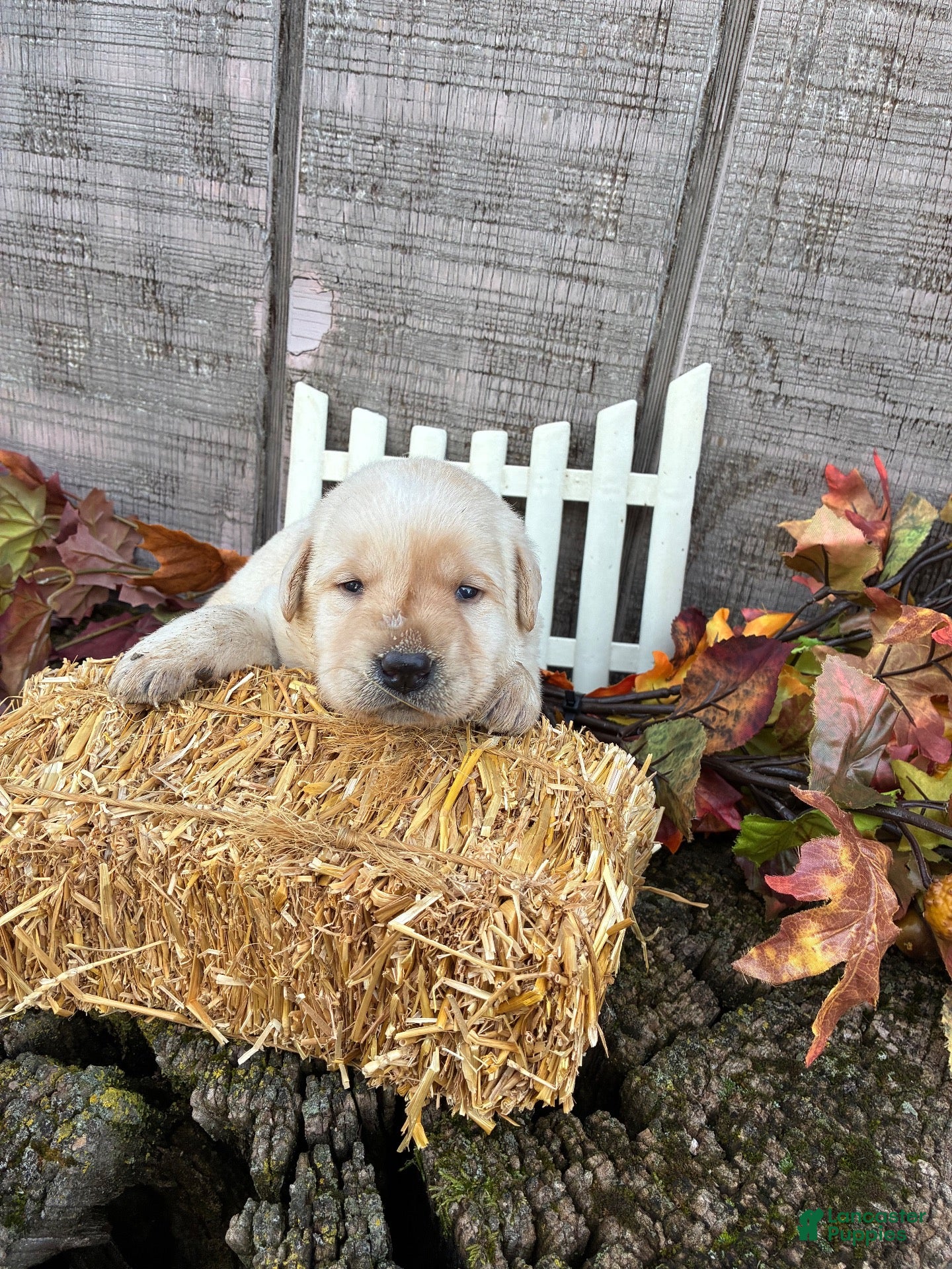 Labrador Retriever dogs Labrador Retriever 6 - Ad 1
