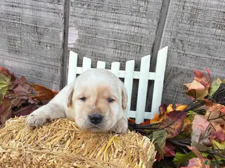 Labrador Retriever dogs Labrador Retriever 6 - Ad 1