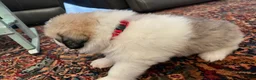 Great Pyrenees dogs for sale: Great Pyrenees Puppy 2 - Ad 2