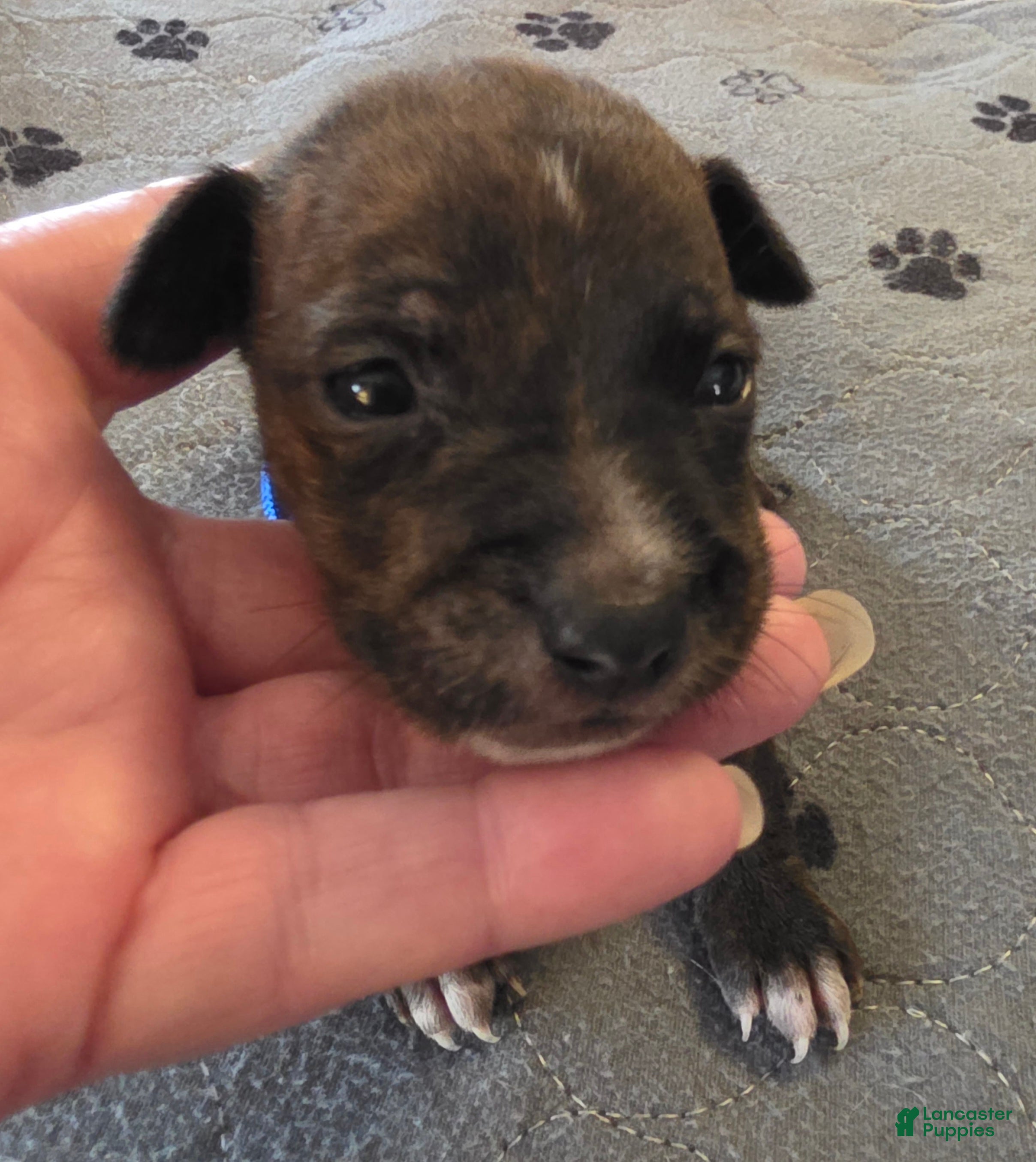 Miniature Pinscher dogs J-dark blue - Ad 1