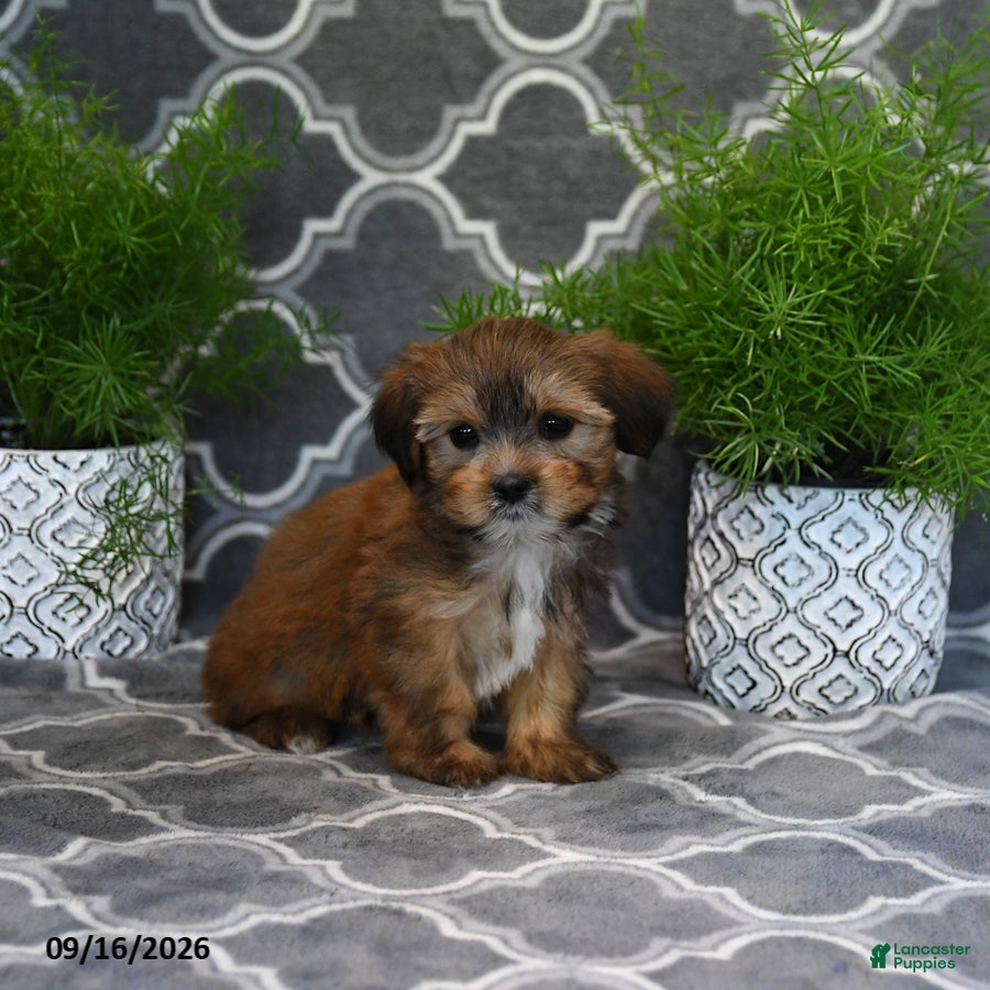 Shorkie dogs Olive  - Ad 1