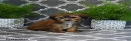 Shorkie dogs for sale: Olive  - Ad 1