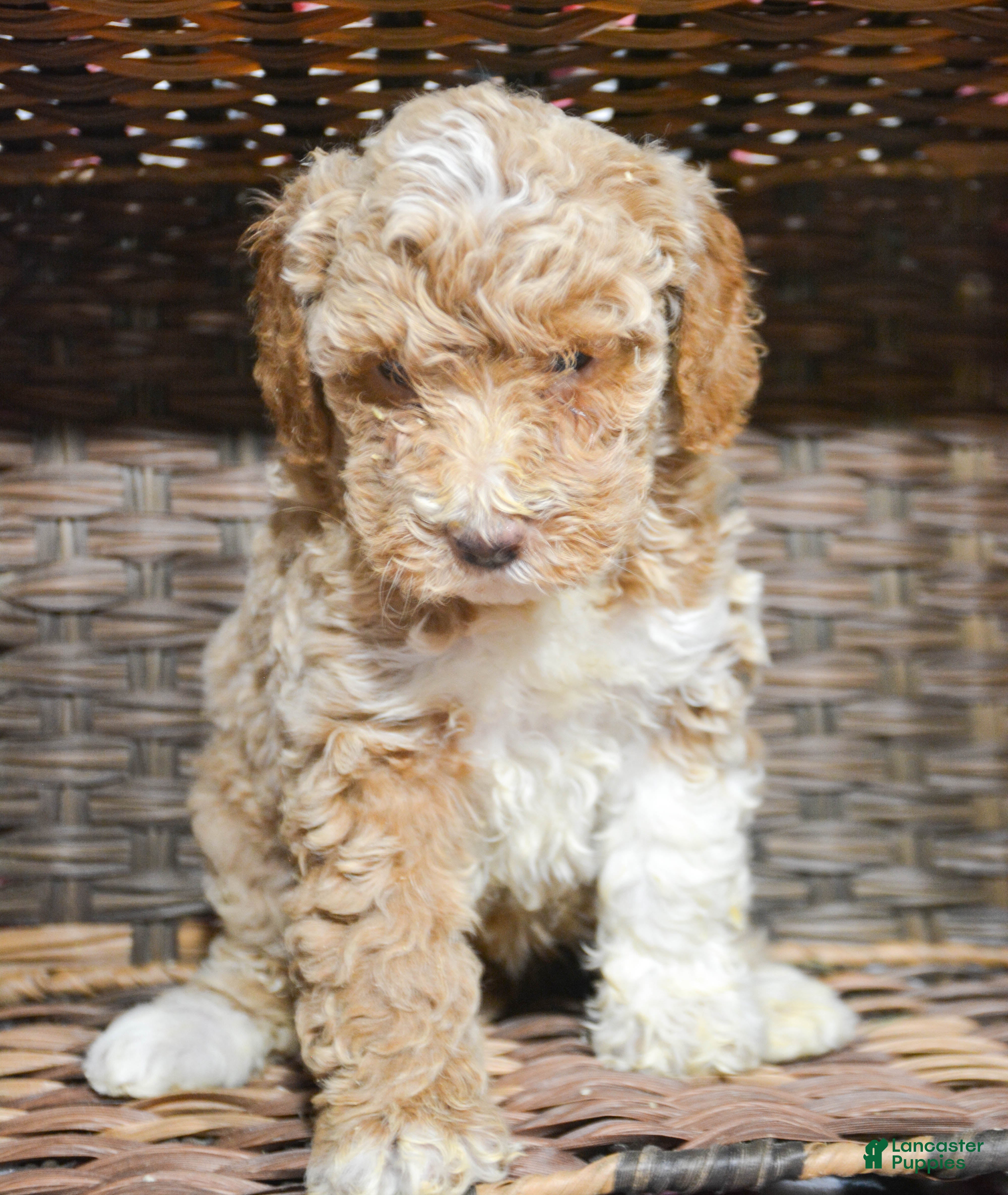 Miniature Poodle dogs Miniature Poodle Puppy 3 Paisley - Ad 21