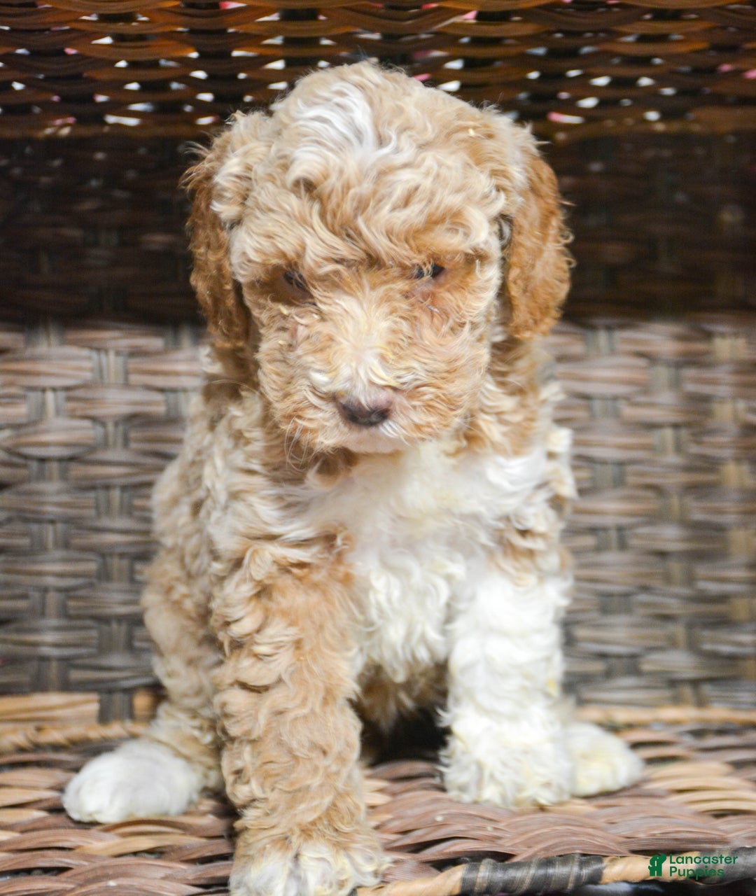 Miniature Poodle dogs for sale: Miniature Poodle Puppy 3 Paisley - Ad 1