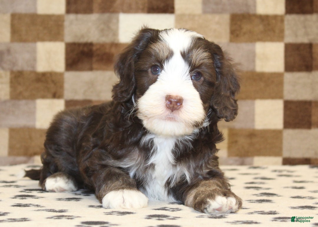 Mini Bernedoodle dogs for sale: Alvin - Ad 2