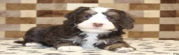 Mini Bernedoodle dogs for sale: AJ - Ad 11