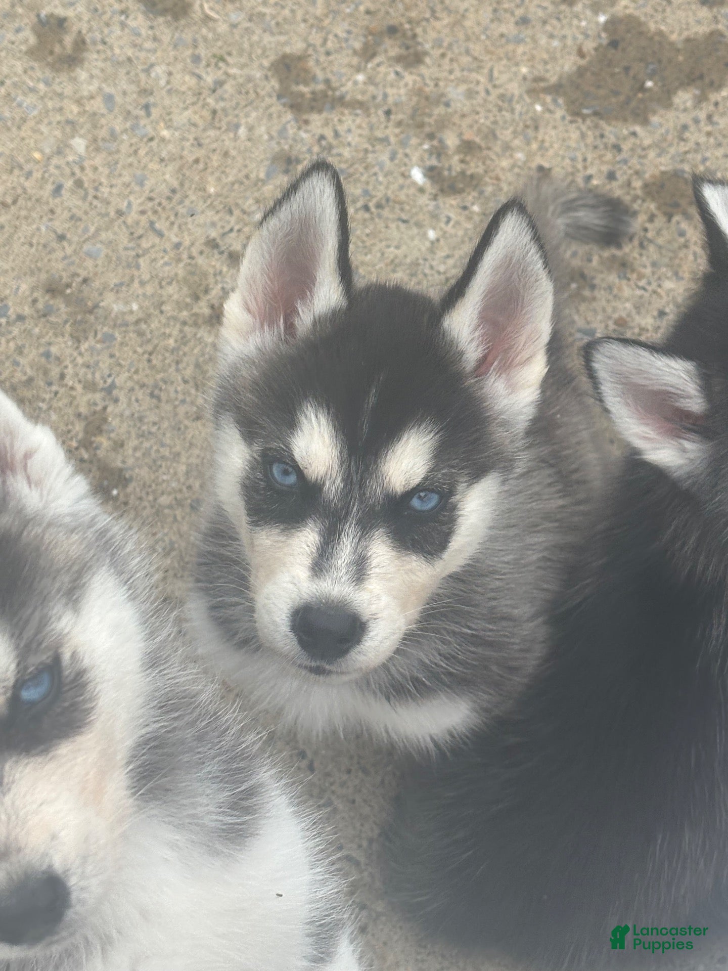 Siberian Husky 2 Siberian Husky for sale in Grassflat | Lancaster