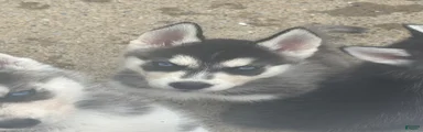 Siberian Husky 2