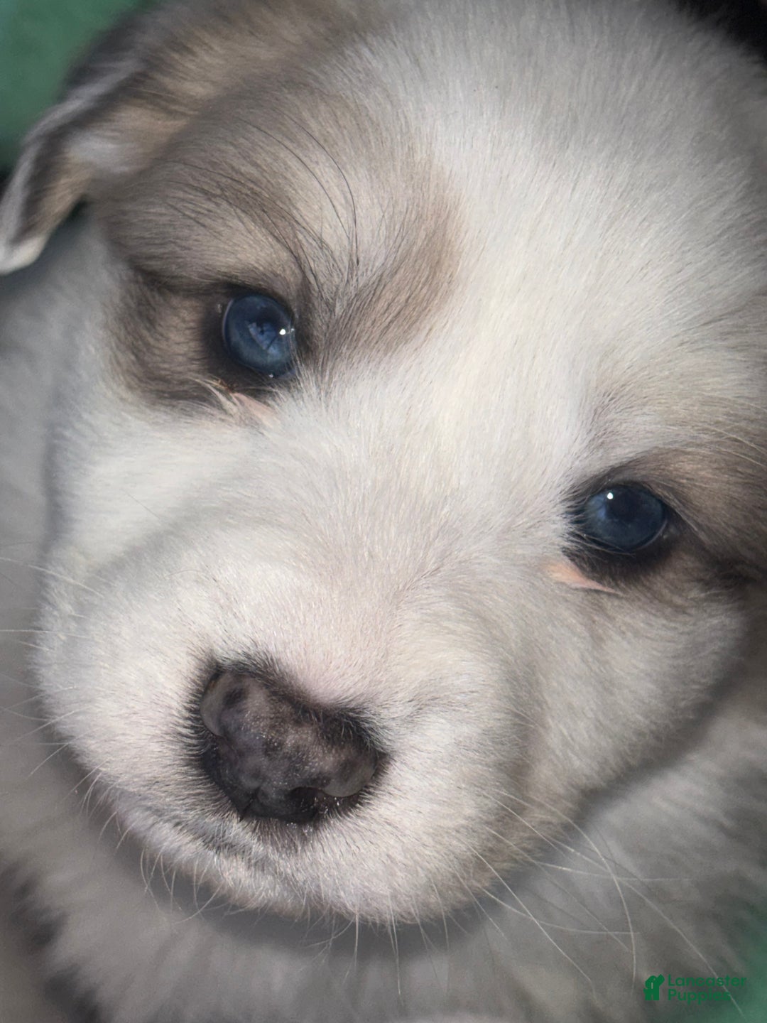 Great Pyrenees dogs for sale: Great Pyrenees - Ad 9