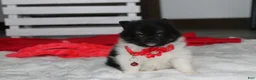 Pomeranian dogs for sale: Ziggy - Ad 7