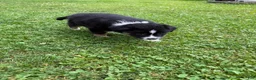 Australian Shepherd dogs for sale: Puppy 2 - Ad 3