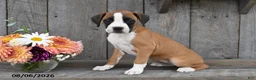 Boxer dogs for sale: Harper - Ad 4