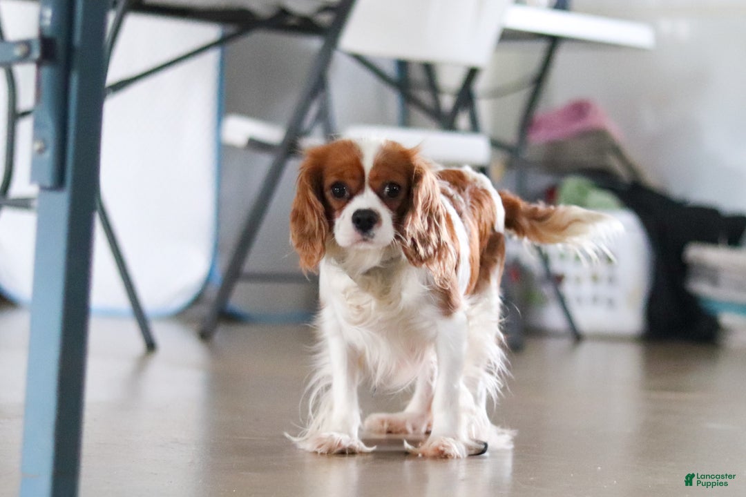 Cavalier King Charles Spaniel dogs for sale: Finn - Ad 13