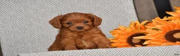 Cavapoo dogs for sale: Alison - Ad 1