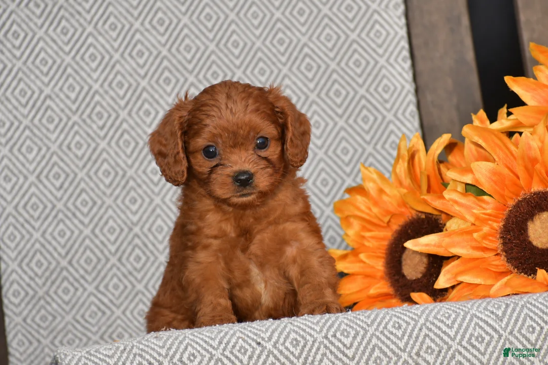 Cavapoo dogs for sale: Alison - Ad 1
