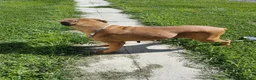 Boxer dogs for sale: Tootsie - Ad 7