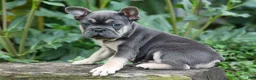 French Bulldog dogs for sale: Edison - Ad 9