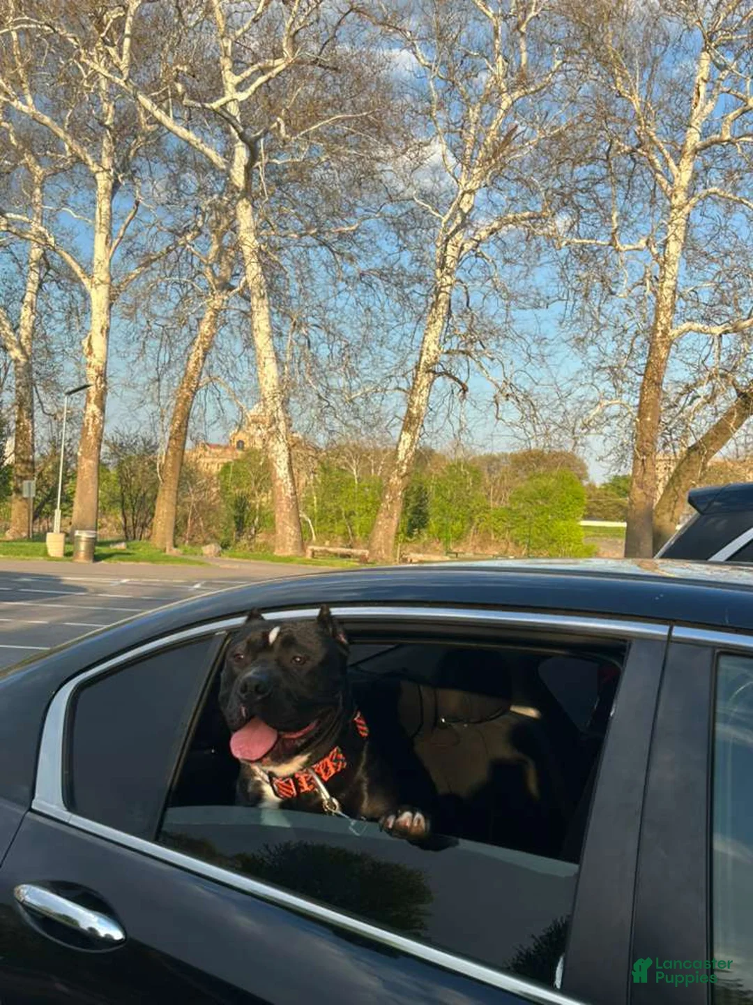 American Bully dogs for sale: American Bully Puppy 1 - Ad 2