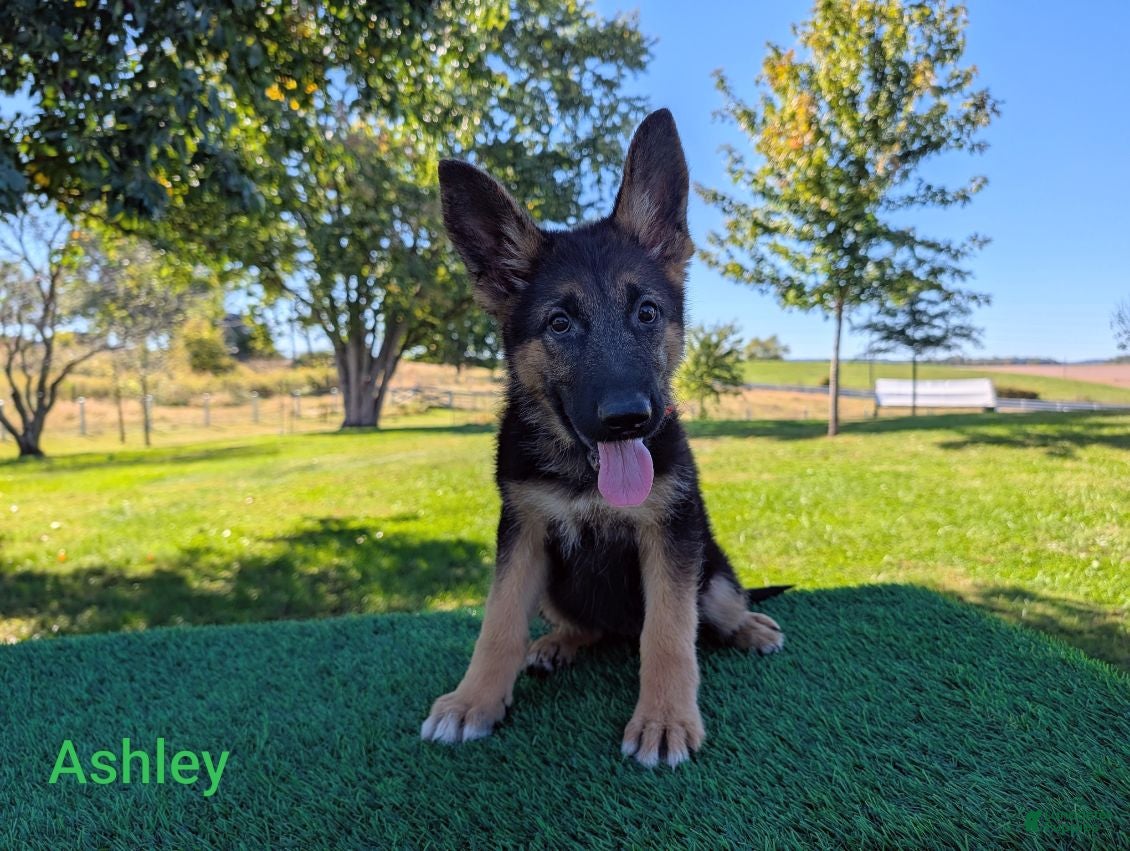 German Shepherd dogs Ashley - Ad 2