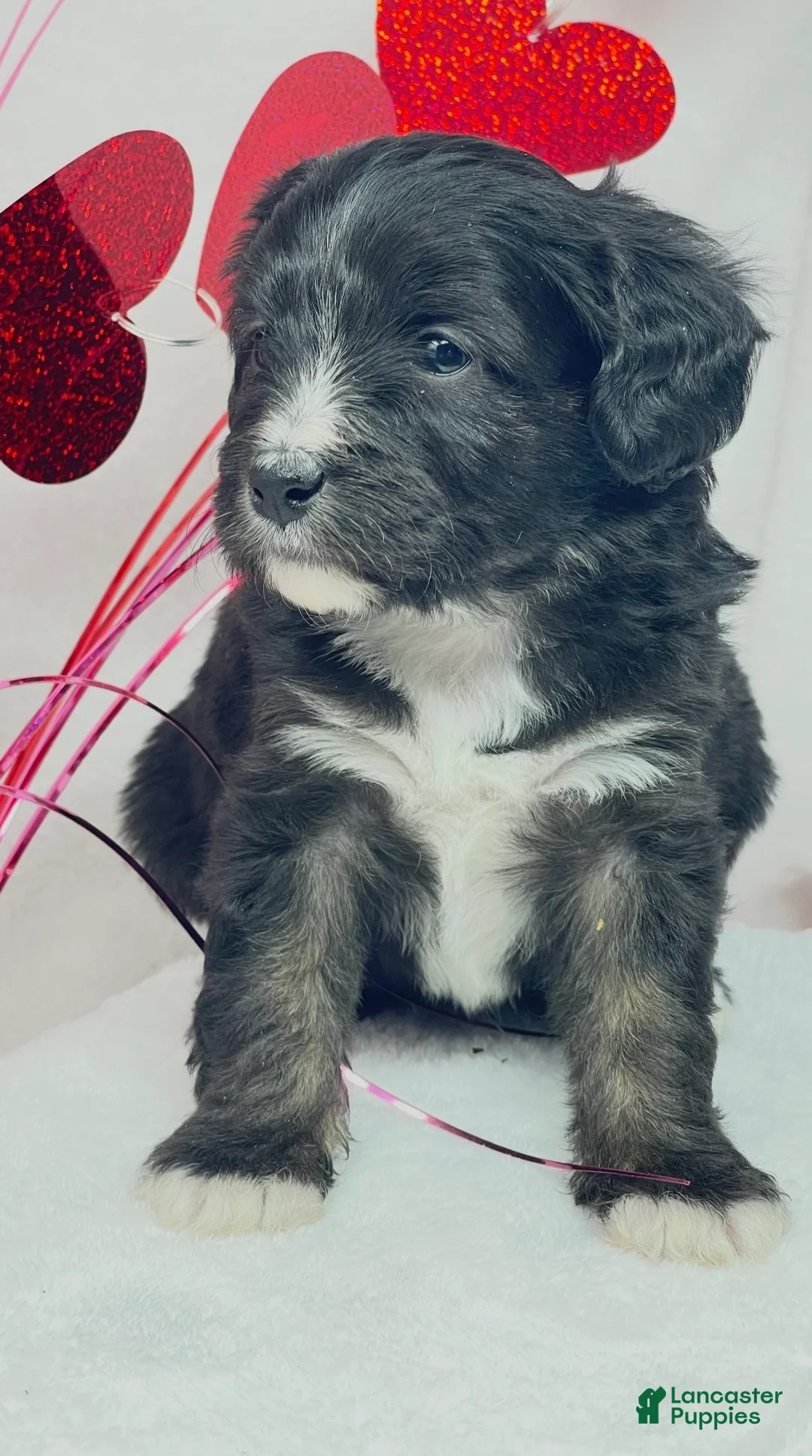 Mixed Breed dogs for sale: Mixed Breed Puppy 1 - Ad 4