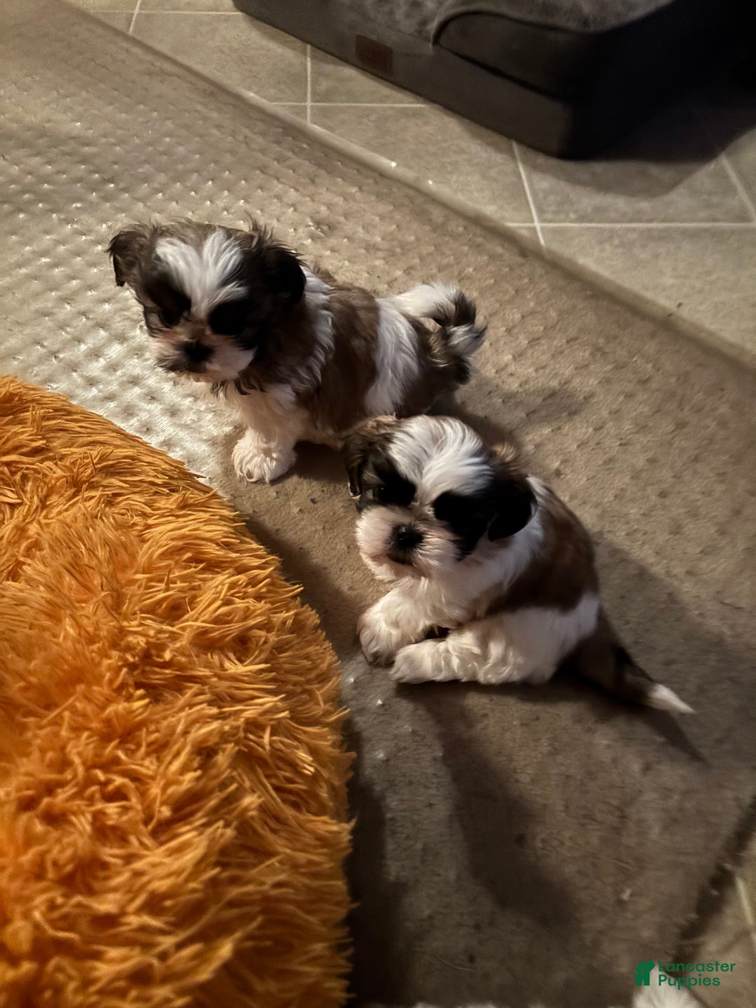 Shih Tzu dogs for sale: Shih Tzu Puppy  - Ad 9