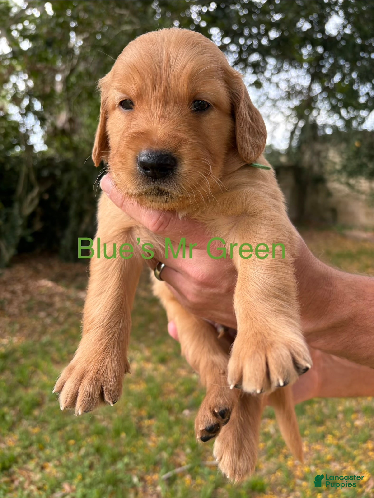 Golden Retriever dogs Mr Green - Ad 41