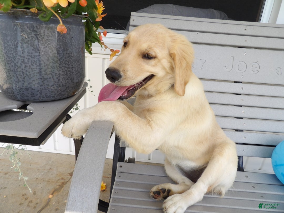 Gallery Image {{count}}