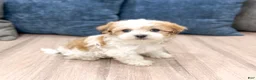 Havanese dogs for sale: Dewey - Ad 3