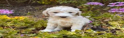 Goldendoodle dogs for sale: Meadow - Ad 1