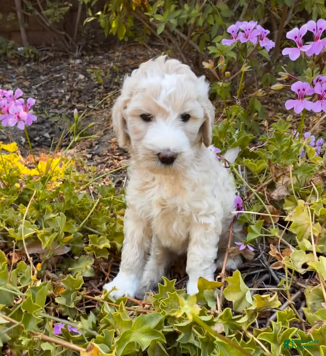 Goldendoodle dogs for sale: Meadow - Ad 1