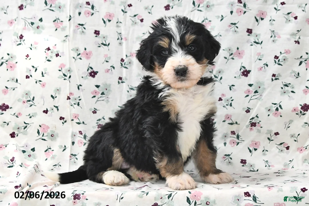 Bernedoodle dogs for sale: Rex - Ad 1