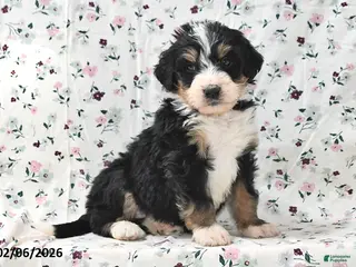 Bernedoodle dogs Rex - Ad 32