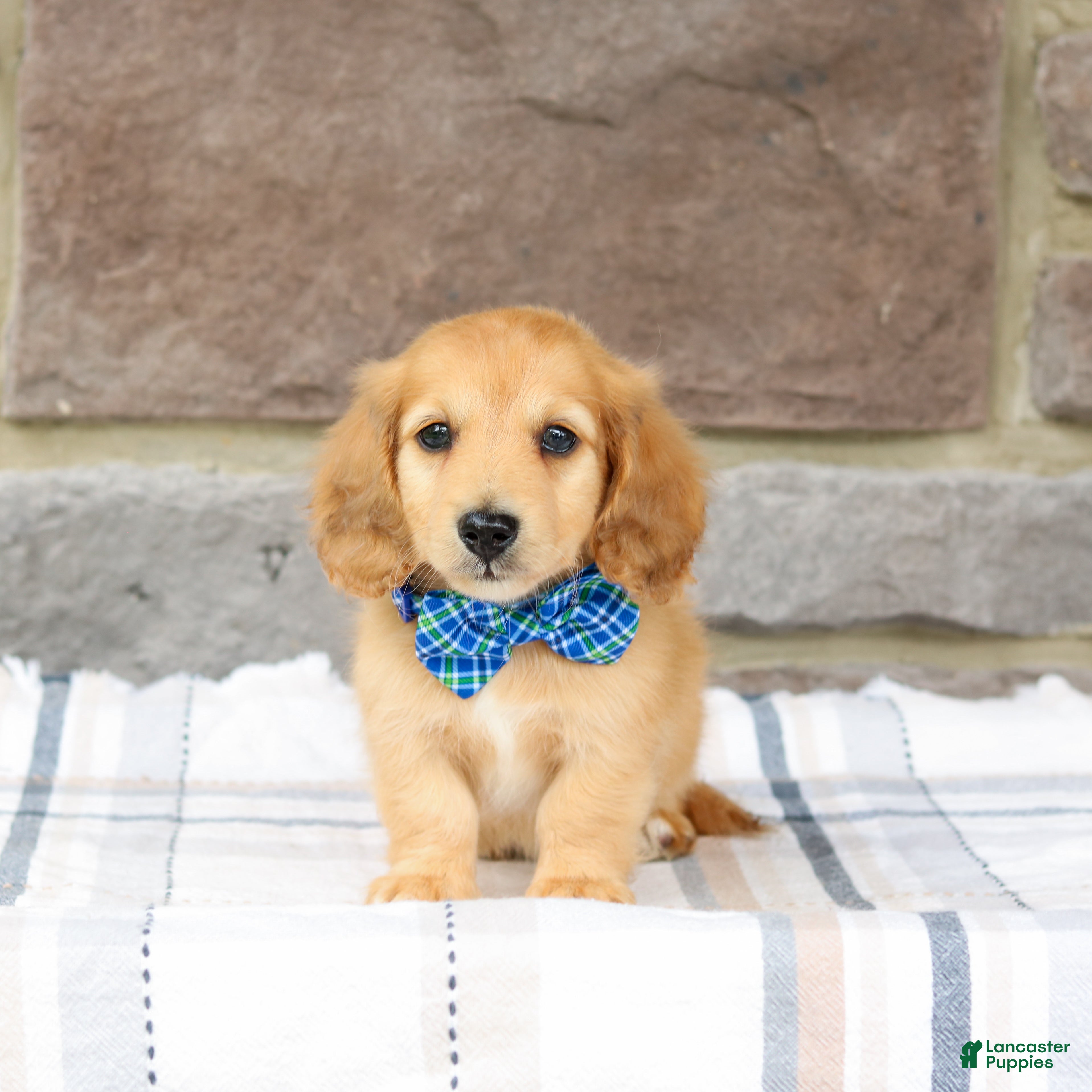 Miniature Dachshund dogs Pepper - Ad 2