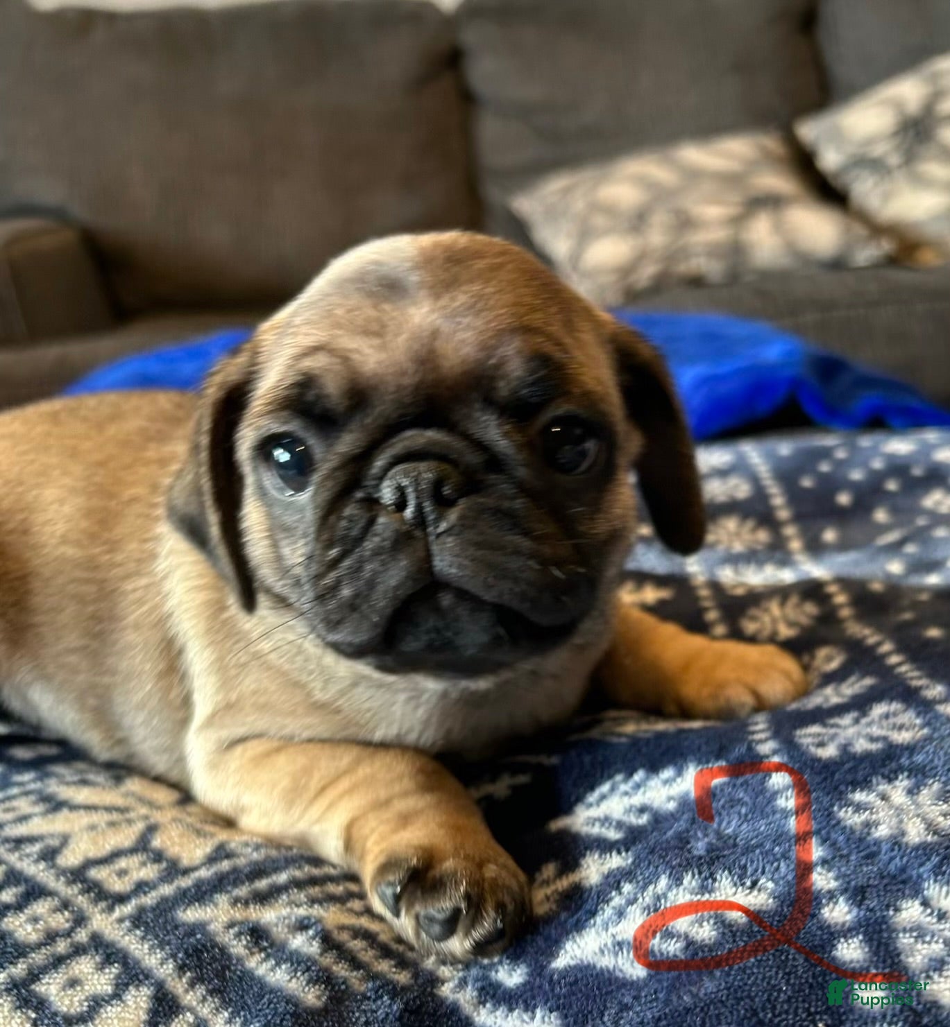 Pug dogs Gus Gus - Ad 5