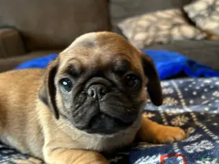 Pug dogs Gus Gus - Ad 5