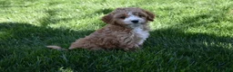 Cavapoo dogs for sale: Ace - Ad 5