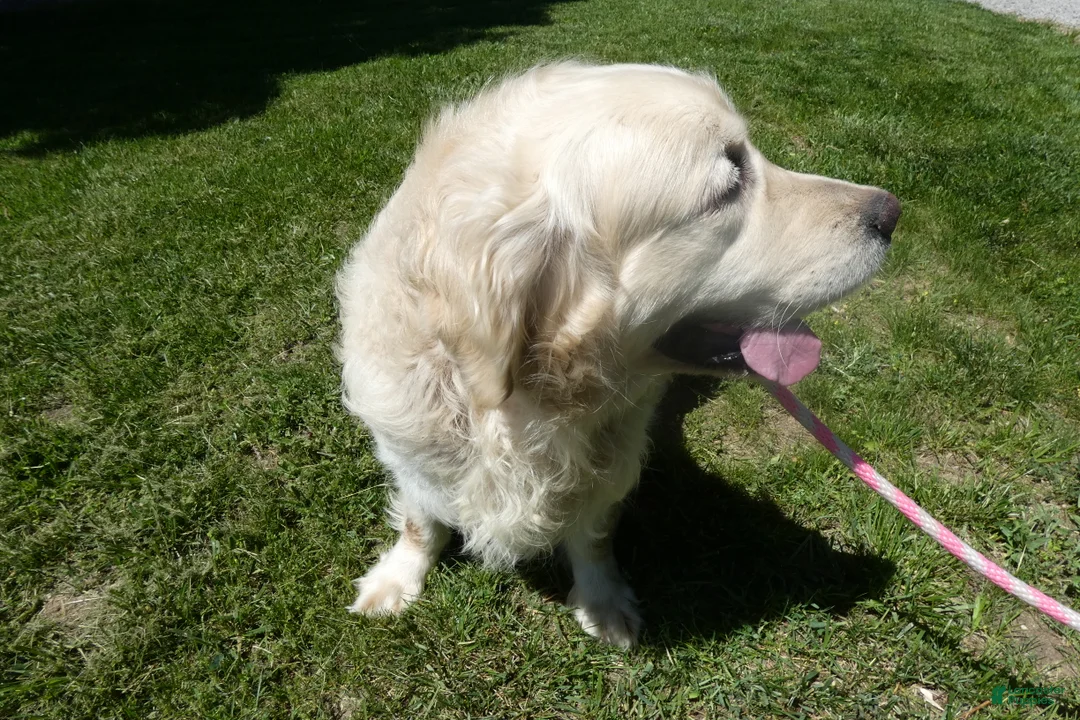 Golden Retriever dogs for sale: Golden Retriever Puppy1 Jack - Ad 2