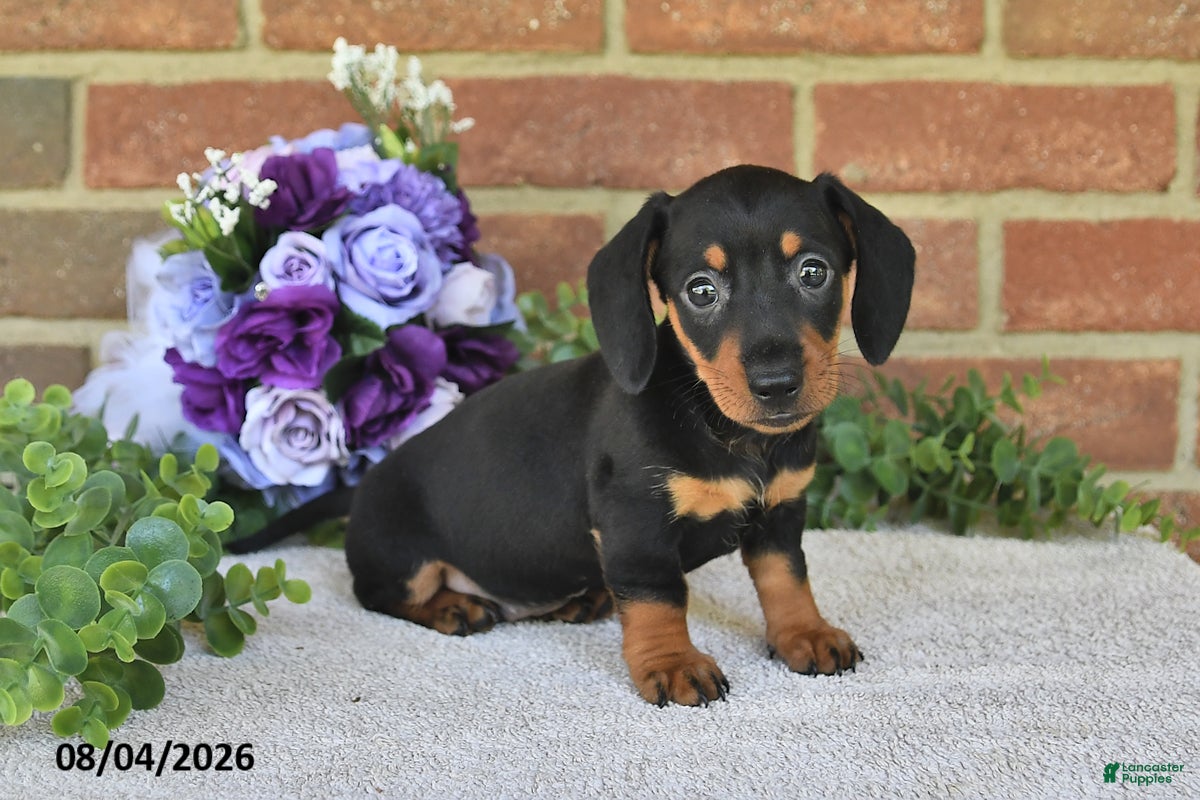 Miniature Dachshund dogs Paige - Ad 2
