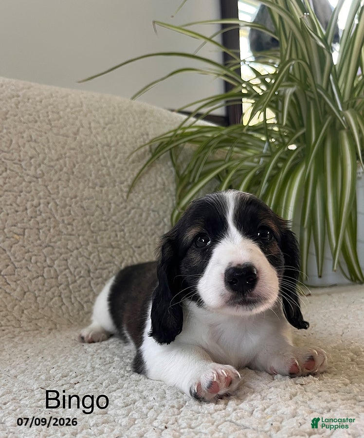 Miniature Dachshund dogs Bingo - Ad 1