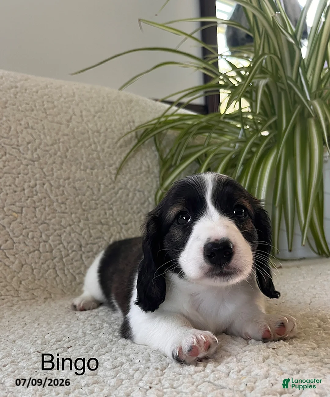 Miniature Dachshund dogs for sale: Bingo - Ad 1