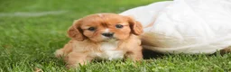 Cavalier King Charles Spaniel dogs for sale: Lola Cavalier King Charles Spaniel  - Ad 4