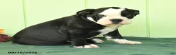Olde English Bulldogge dogs for sale: Remi  - Ad 3
