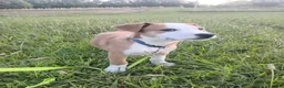 Mixed Breed dogs for sale: Delta - Ad 4