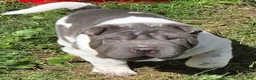 Shar Pei dogs for sale: Blue boy  - Ad 5