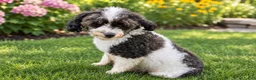 Yorkiepoo dogs for sale: Pixie - Ad 19