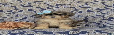 Georgia Hypoallergenic