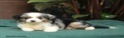 Miniature Australian Shepherd dogs for sale: Skye - Ad 4